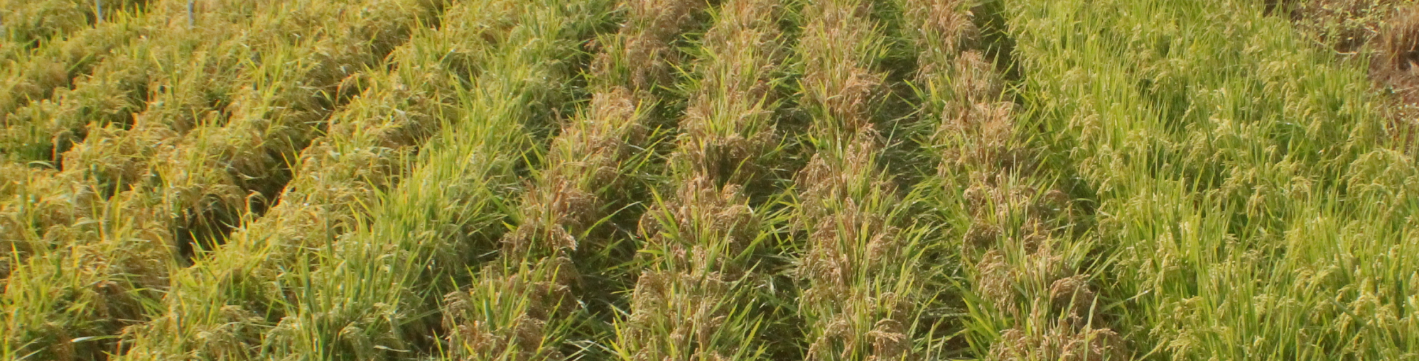 backgroundRiceImage